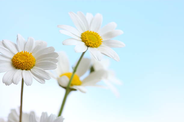 céu azul de prado daisy - blue chamomile imagens e fotografias de stock