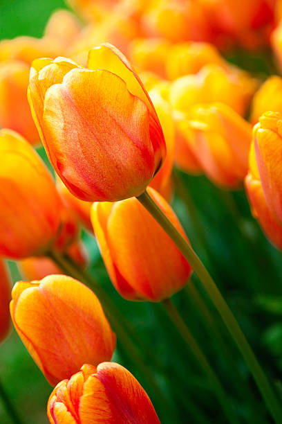 istock Yellow-orange Turkish tulip 183816231