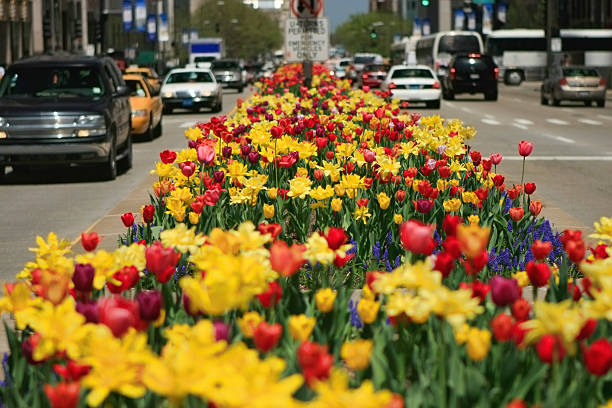 istock North Michigan Avenue Tulips in Chicago 183816257