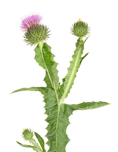 Thistle isolated thistle bristlethistle stock pictures, royalty-free photos & images