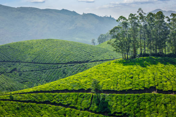 plantacje herbaty. munnar, kerala, indie - munnar zdjęcia i obrazy z banku zdjęć