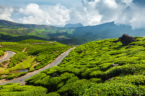 Kerala India travel background - road in green tea plantations in mountains in Munnar, Kerala, India