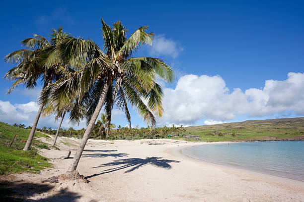 istock Anakena beach with palm trees on Easter Island Chile 183816651