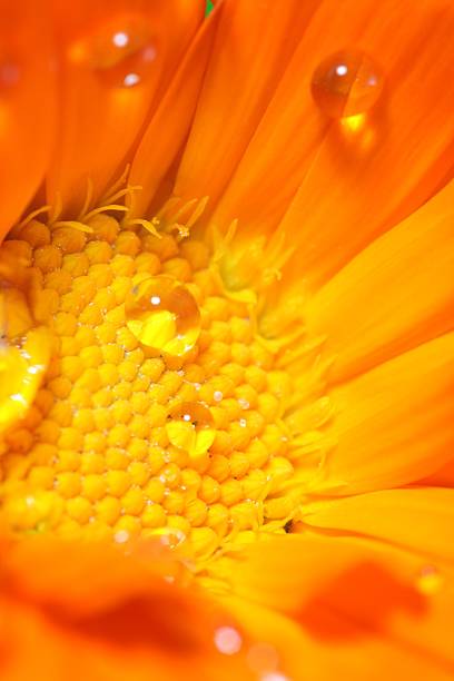 close-up de flores tropicais de laranja - flower single flower orange gerbera daisy - fotografias e filmes do acervo