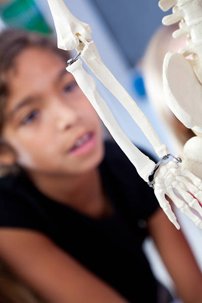 istock Interested Young Girl Looking at Skeleton in Science Class 183816792