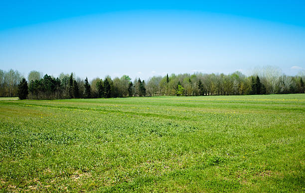 hierba landascape de - clear sky nobody blade of grass summer fotografías e imágenes de stock