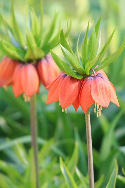 istock Fritillaria Imperialis - Crown Imperial Lily 183816889