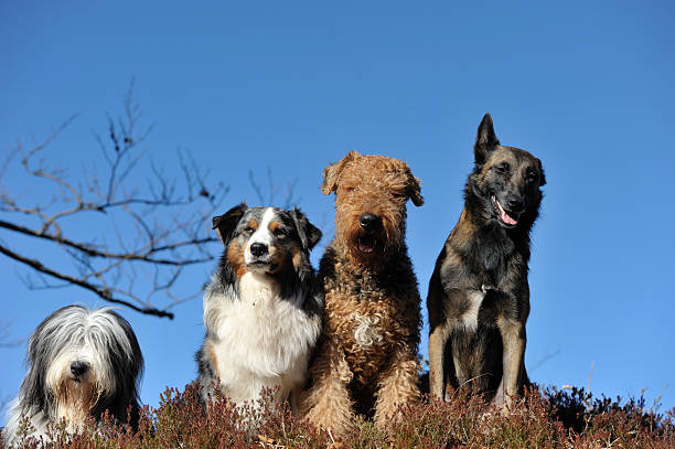 freunde - group of dogs stock-fotos und bilder