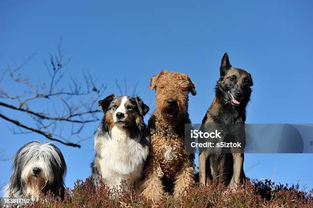 Foto de Seus Amigos e mais fotos de stock de Matilha de cães - Matilha de cães, Amizade, Animal