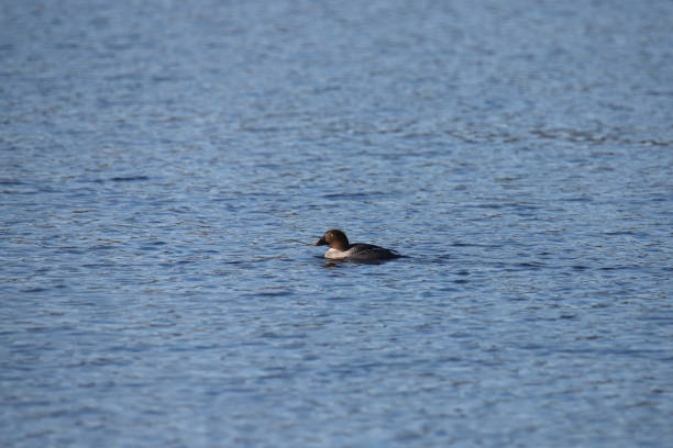 istock Common Goldeneye (female) (bucephala clangula) swimming in the ocean 1838173998