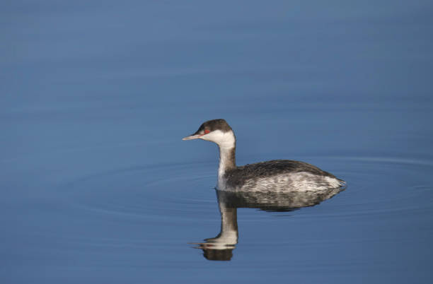 istock Horned Grebe (nonbreeding) (podiceps auritus) swimming in clear blue water 1838174004