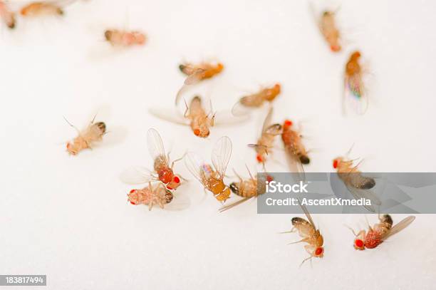 Closeup Of A Bunch Of Dead Fruit Flies Stock Photo - Download Image Now - Fruitfly, Animal Testing, Abundance
