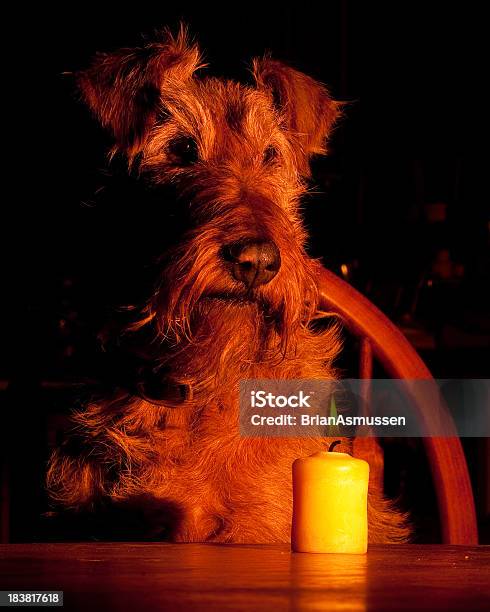 Irish Terrier Świeca Światła - zdjęcia stockowe i więcej obrazów Bez ludzi - Bez ludzi, Fotografika, Jedno zwierzę