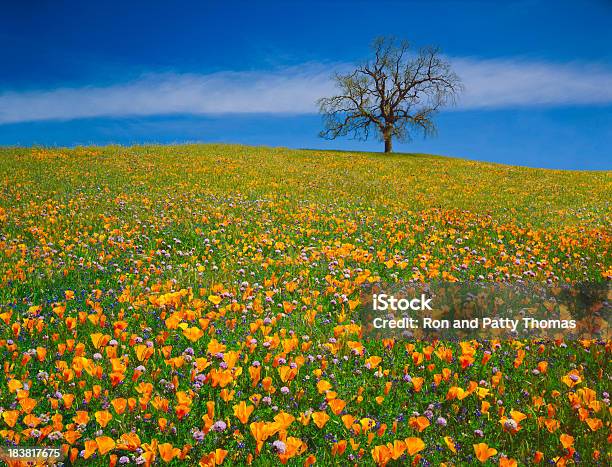 Весны Полевые Цветы В Калифорнии — стоковые фотографии и другие картинки Без людей - Без людей, Весна, Возвышенность