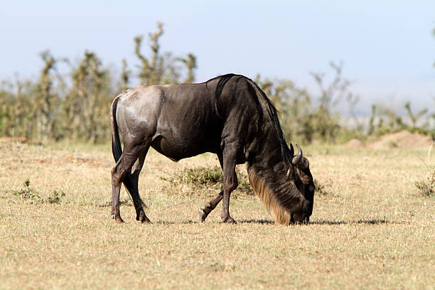 istock Blue wildebeest, Masai Mara, Kenya 183818039