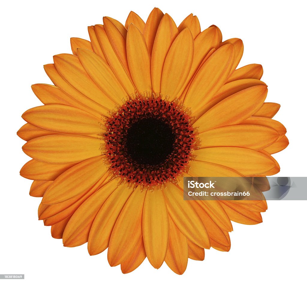 Orange Gerbera - Lizenzfrei Blume Stock-Foto