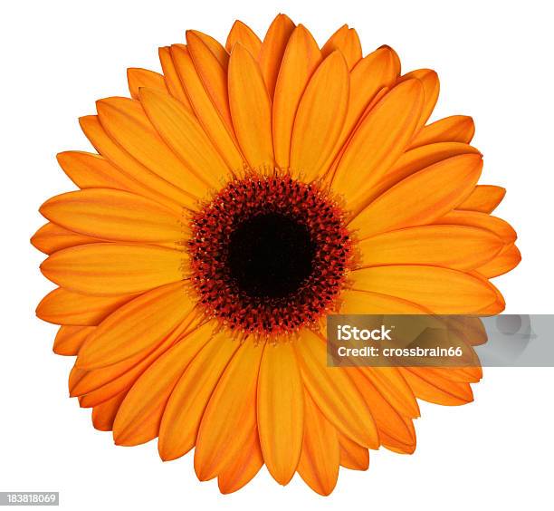 Gerbera Arancio - Fotografie stock e altre immagini di Arancione - Arancione, Clipping path, Composizione orizzontale
