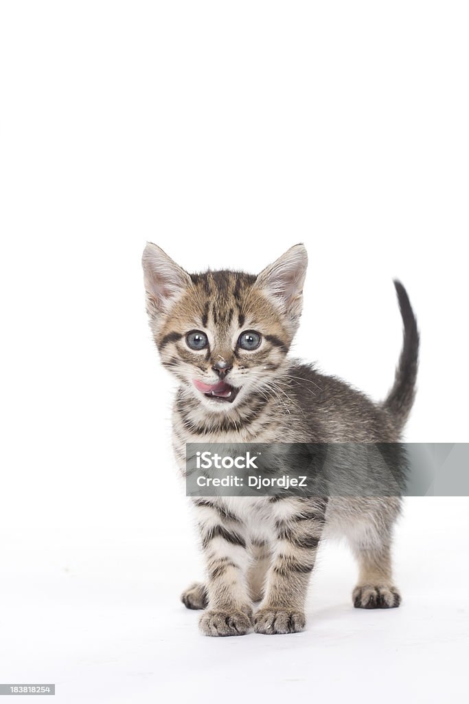 Apenas um gatinho - Foto de stock de Gato doméstico royalty-free