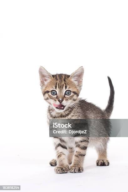 Apenas Filhote De Gato - Fotografias de stock e mais imagens de Gato domesticado - Gato domesticado, Lamber, Animal