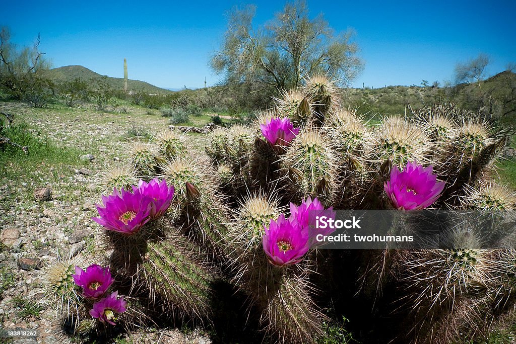 Blossom Клубничный ежик Кактус - Стоковые фото Аризона - Юго-запад США роялти-фри