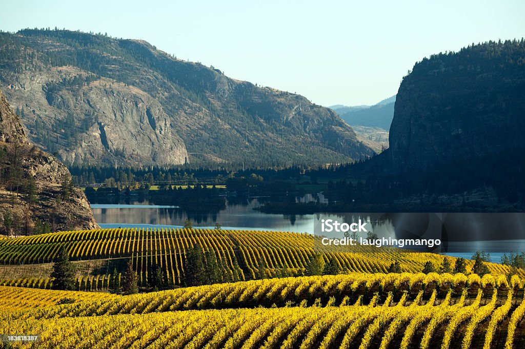 vineyard okanagan valley mcintyre bluff - Lizenzfrei Okanagan-Tal - Britisch-Kolumbien Stock-Foto