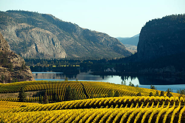 オカナガンヴァレイマッキンタイア崖のブドウ園 - lake canada field okanagan ストックフォトと画像