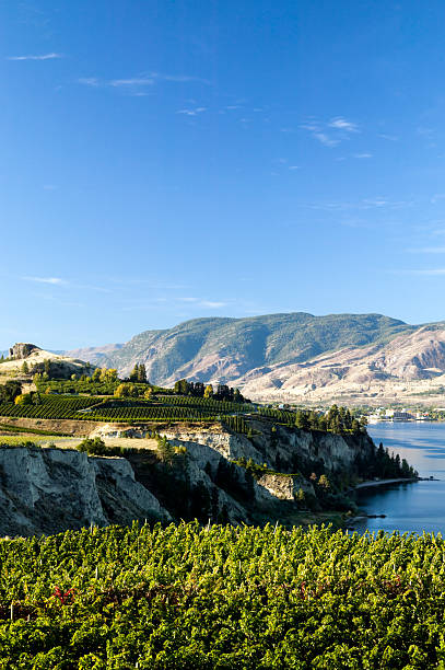 vigneto okanagan valley penticton naramata winery - okanagan vineyard okanagan valley valley foto e immagini stock