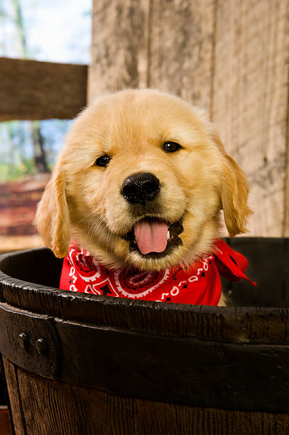 cachorro en un cilindro - golden retriever bandana dog handkerchief fotografías e imágenes de stock