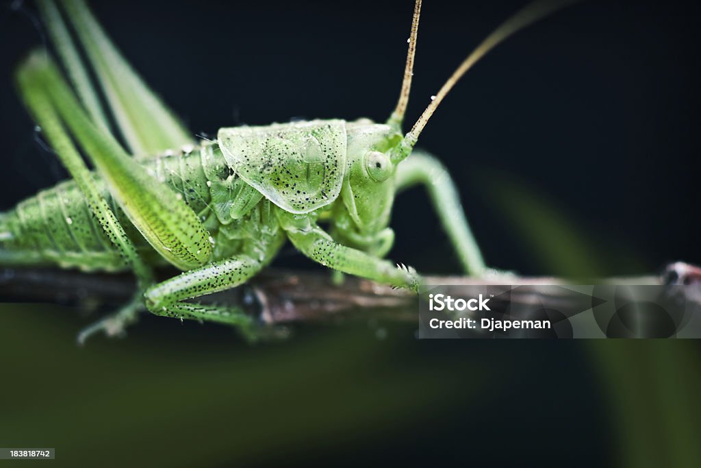 Cricket Beautiful green cricket Animal Stock Photo