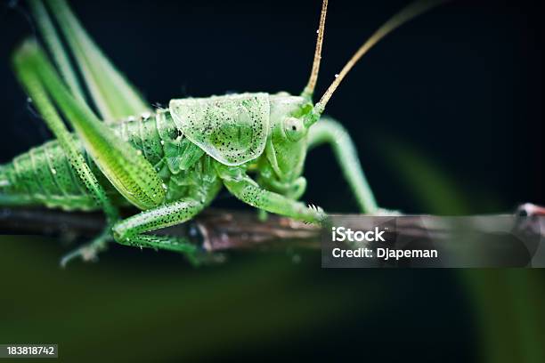 Cricket Stock Photo - Download Image Now - Animal, Animal Antenna, Animal Wildlife