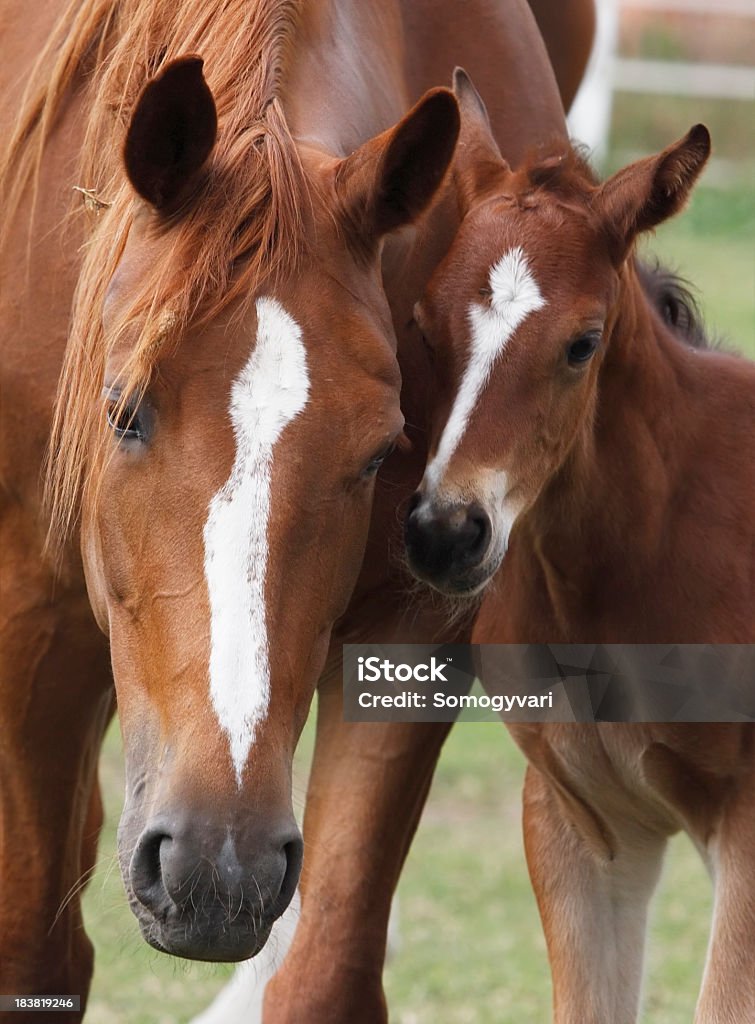Mare and her foal Close-up of a mare and her foal beeing in perfect harmony. Just look at the photo and you will see the similarity between them! Canon Eos 1D MarkIII. Foal - Young Animal Stock Photo