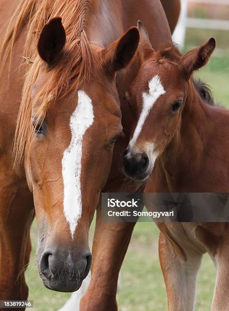Mare And Her Foal Stock Photo - Download Image Now - Foal - Young Animal, Horse, Cute