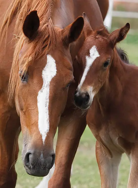 Photo of Mare and her foal