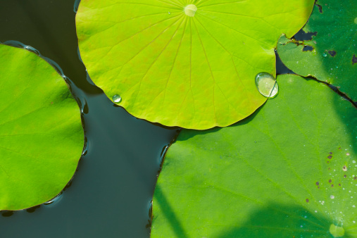 Lotus leaf and drop of waterOther image of Lotus leaf