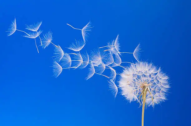 Dandelion with seeds flying in the wind.