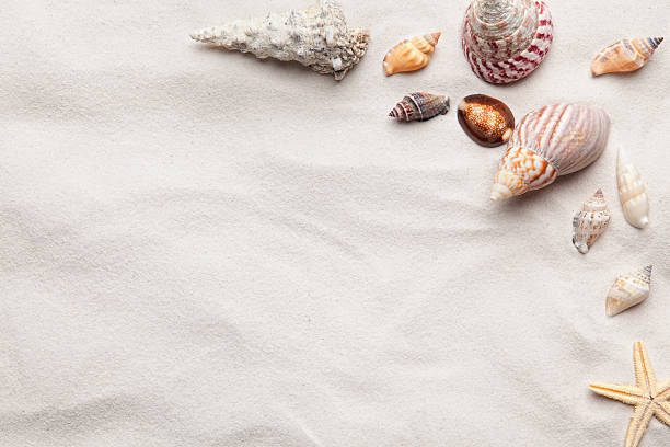 scena di mare conchiglia spazio copia - seashell shell sand copy space foto e immagini stock
