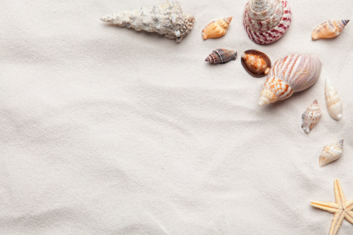 Various Shells arranged on beach sand with room for your copy or text.