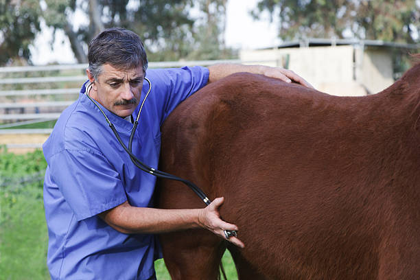 Veterinarian Examines A Horse A Veterinarian listening to a horse's abdomen. vet treating horse stock pictures, royalty-free photos & images
