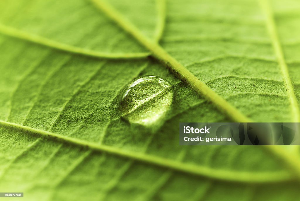 Gotas de água sobre uma folha verde fresca - Royalty-free Folha Foto de stock