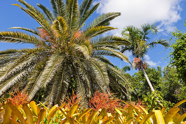This park preserves the Cayman Islands' natural beauty. Walking trails take visitors among an explosion of tropical colours, a lake and native vegetation. The park has become an important site for native aquatic birds, including the rare West Indian Whistling Duck; here is protected also the rare Cayman Blue Iguana. 