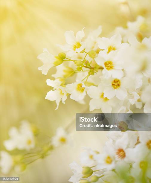 Foto de Bela Delicadas Flores Brancas Com Luz Solar e mais fotos de stock de Beleza natural - Natureza - Beleza natural - Natureza, Botânica - Assunto, Branco