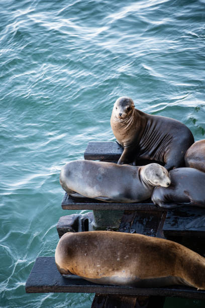 Sea lions resting below the pier in Santa Cruz.