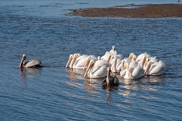 istock White and Brown Pelicans Hunting in a Pack 183820105