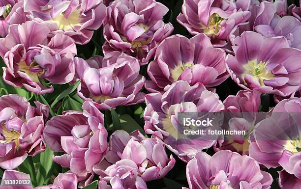 Tulpen Stockfoto und mehr Bilder von Blume - Blume, Blumenbeet, Blütenblatt