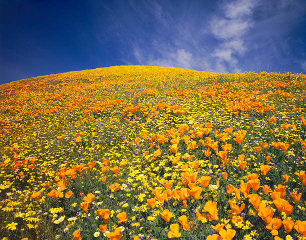 istock California Golden Poppies 183820164