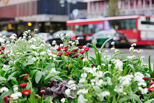 istock Mixed flowers, traffic off focus 183820178
