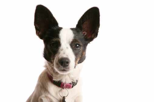 A Papillon Jack Russel cross breed dog isolated on white.