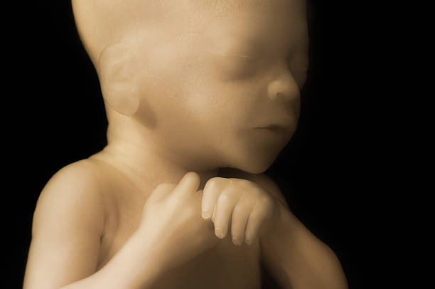 istock 7 Month Baby In Womb 183820286