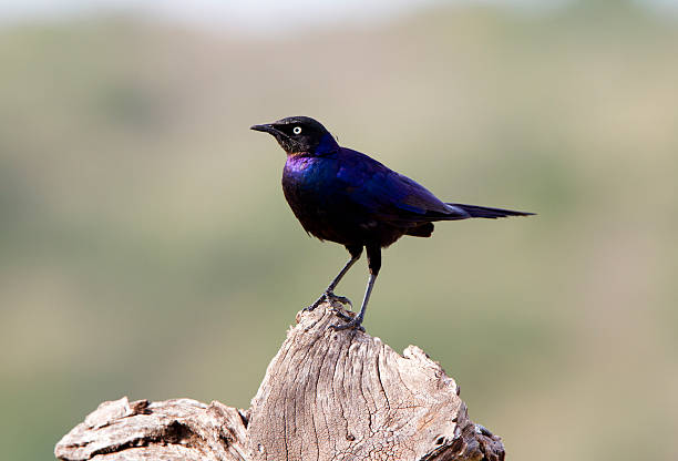 istock Starling, Masai Mara, Kenya 183820309