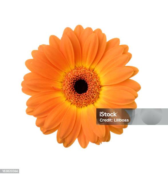 Gerbera Foto de stock y más banco de imágenes de Fondo blanco - Fondo blanco, Margarita - Familia de la Margarita, Naranja - Color